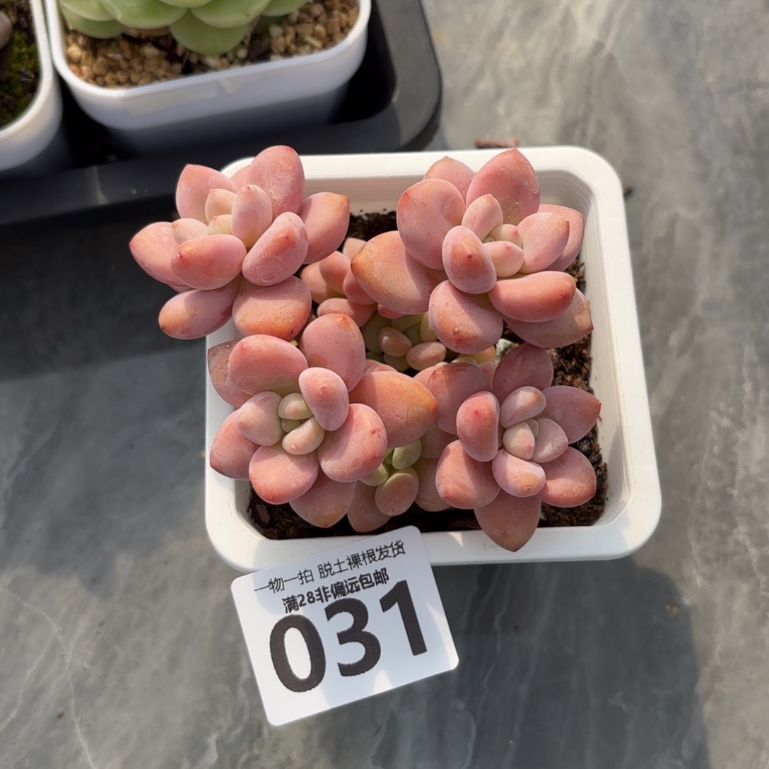 红洛神老桩无盆土发货