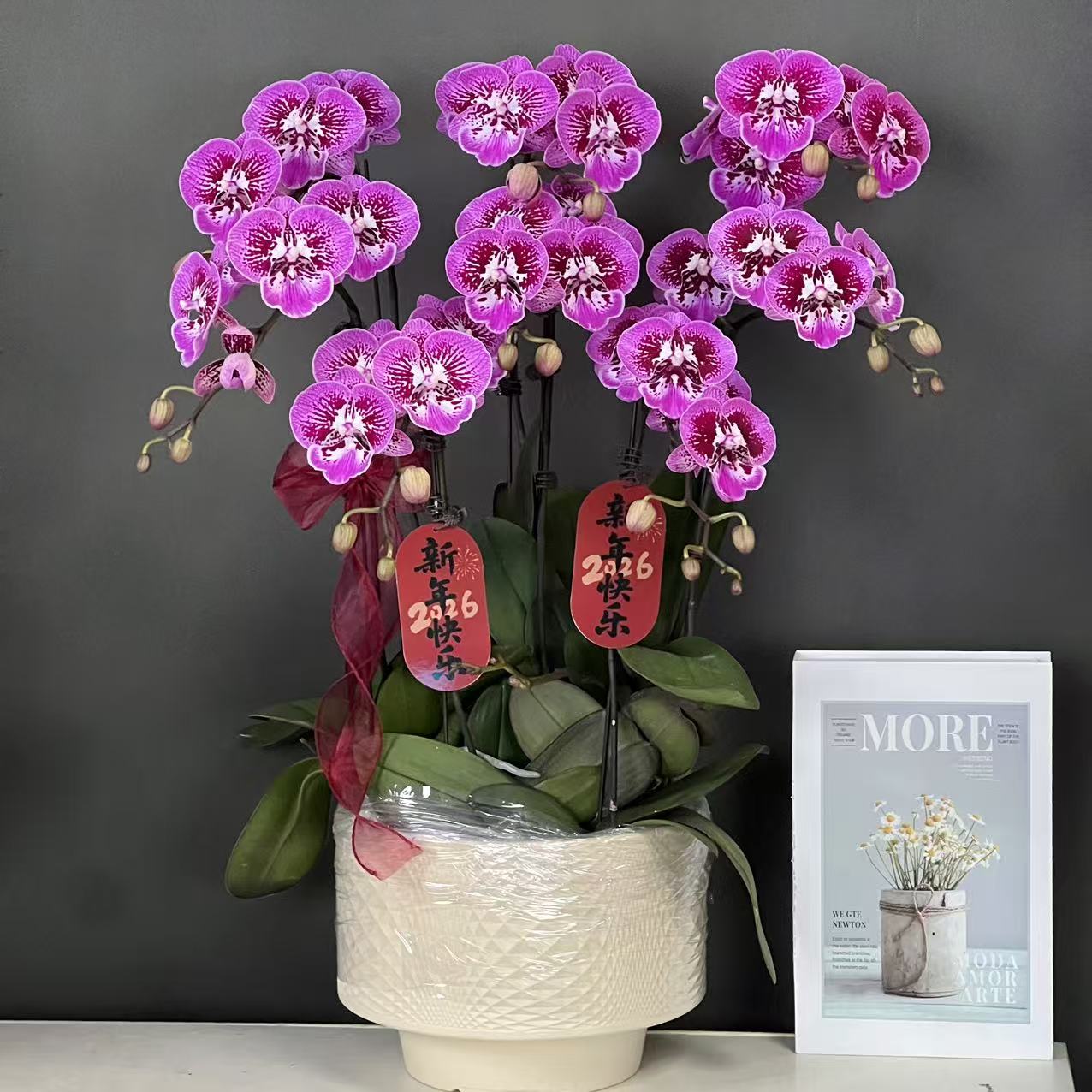 多彩优选（红蝴蝶）欧品紫色贵货大花好养耐开蝴蝶兰鲜花室内花卉
