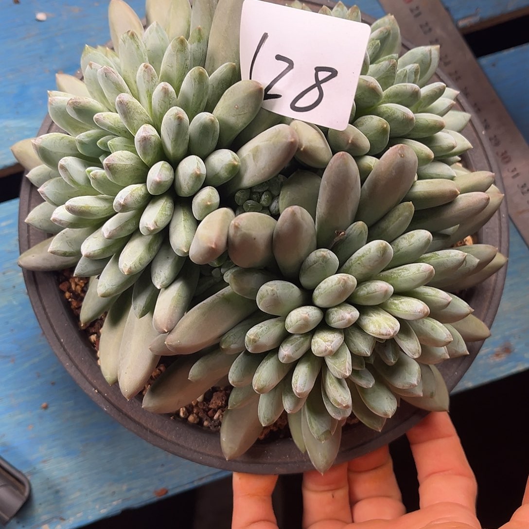 李****青鸟128号50多肉植物精品