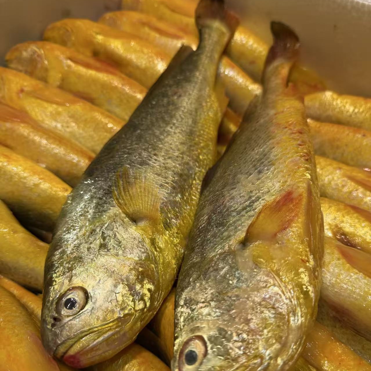 生态野化深海黄花鱼 单条4-5两 到手8条 鲜鱼速冻后发顺丰冷链