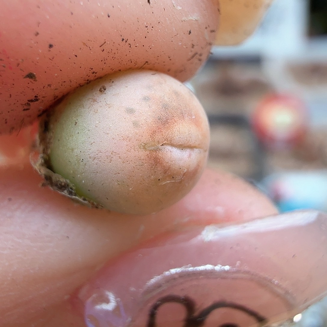 1.22.38/丑鹅/多肉植物