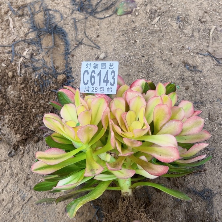6143多肉植物法师流星雨