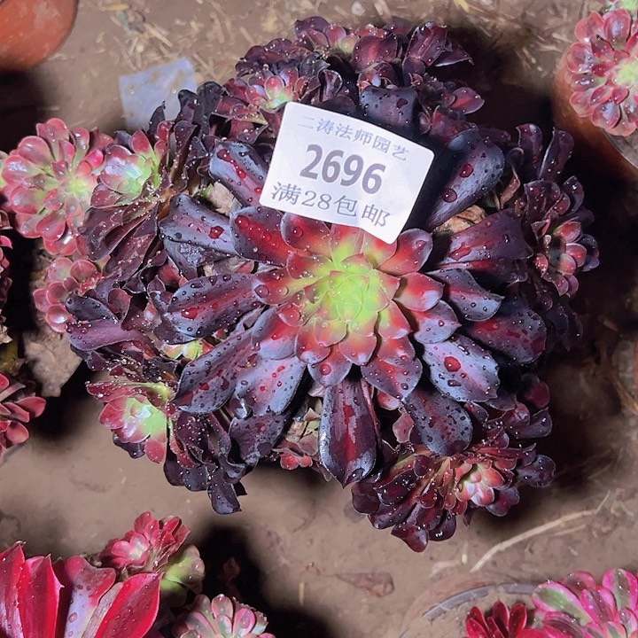 2696花那多肉植物2号