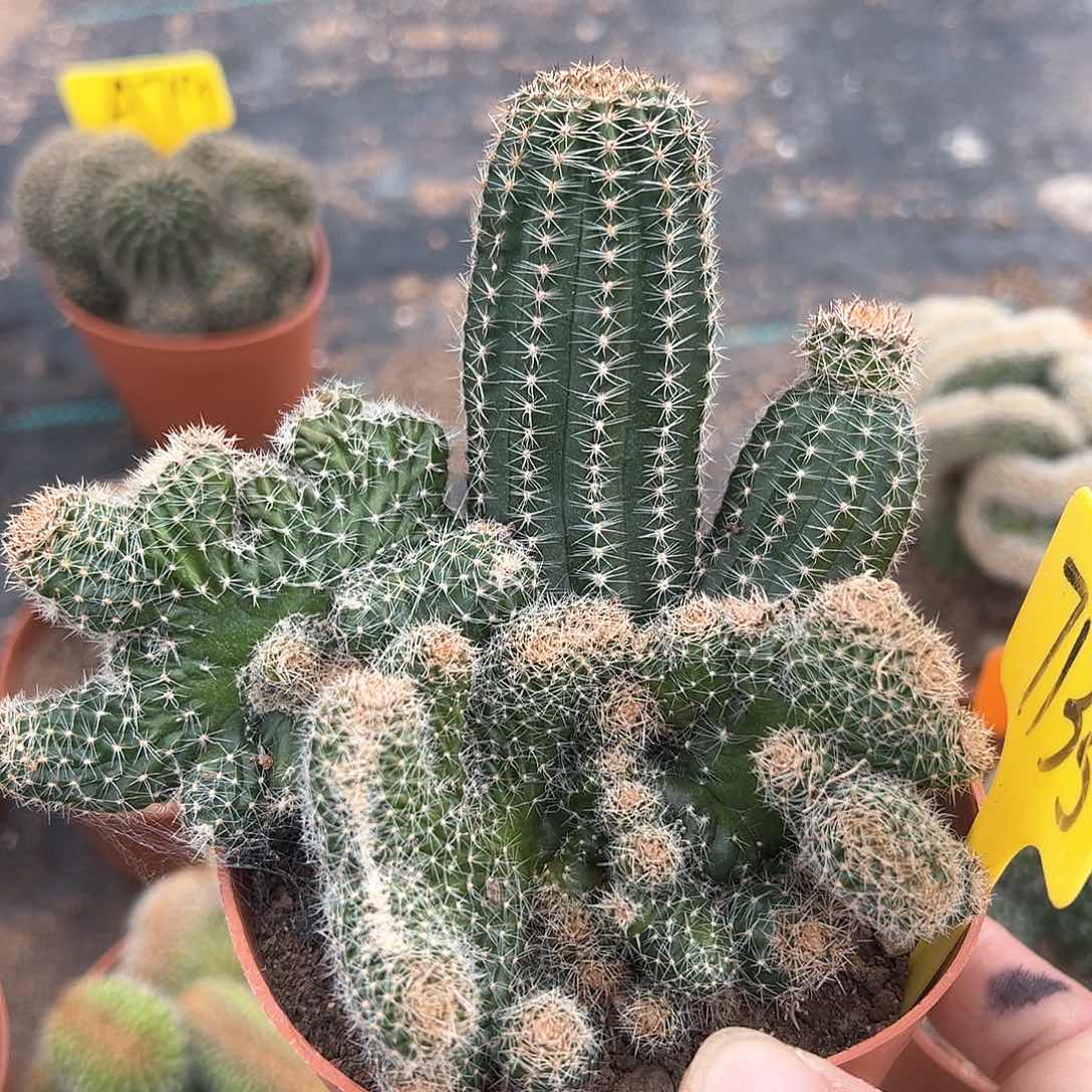 金刚缀化，偏远不包邮