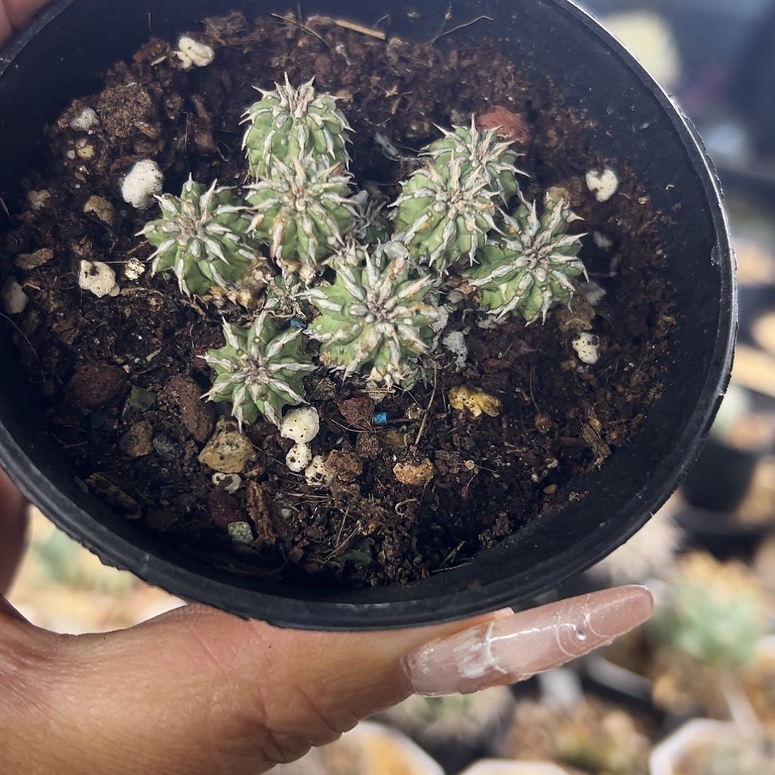 丰收大吉仙人球11111111