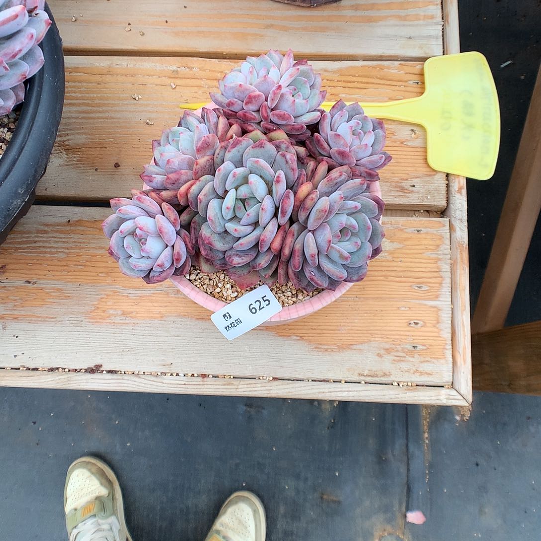 625星影多肉植物666