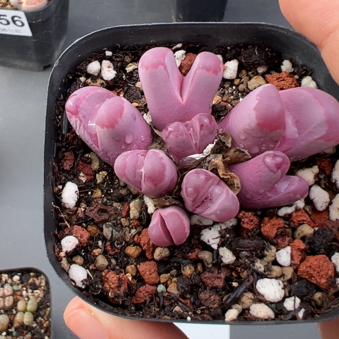 11.24好看的多肉脱土发货305