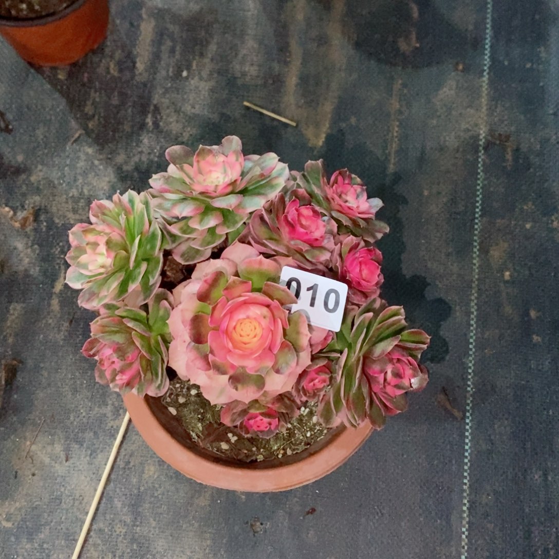 莘****店荔枝010多肉15冠服