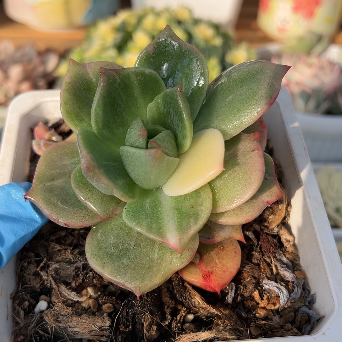 贝加尔湖锦石化，多肉植物