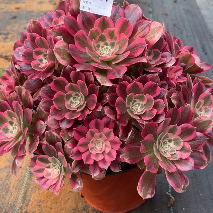 937男神30厘米左右多肉