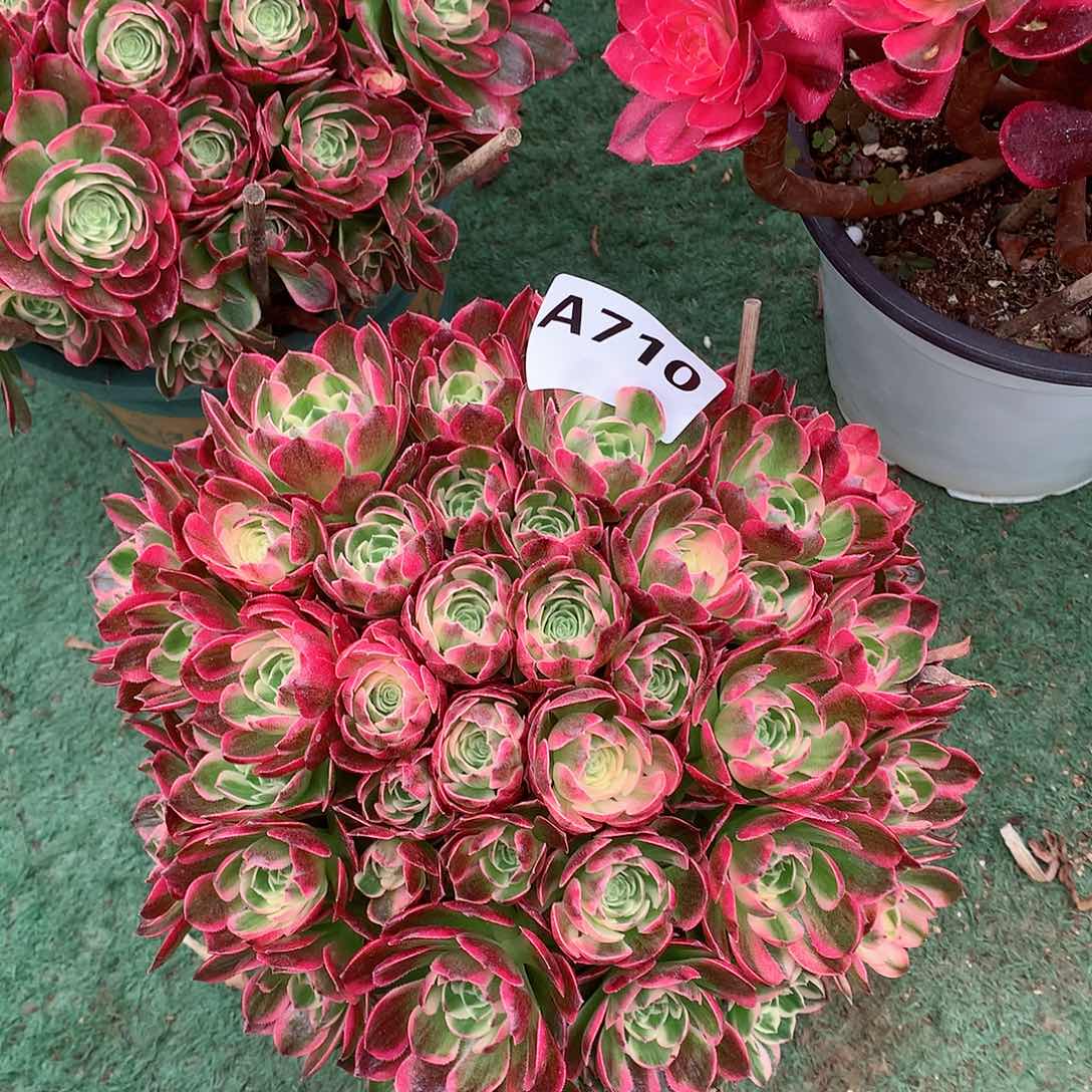 710.海王多肉植物