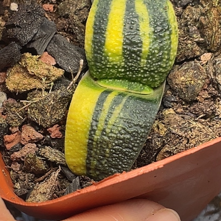 一物一拍竞拍福利拍