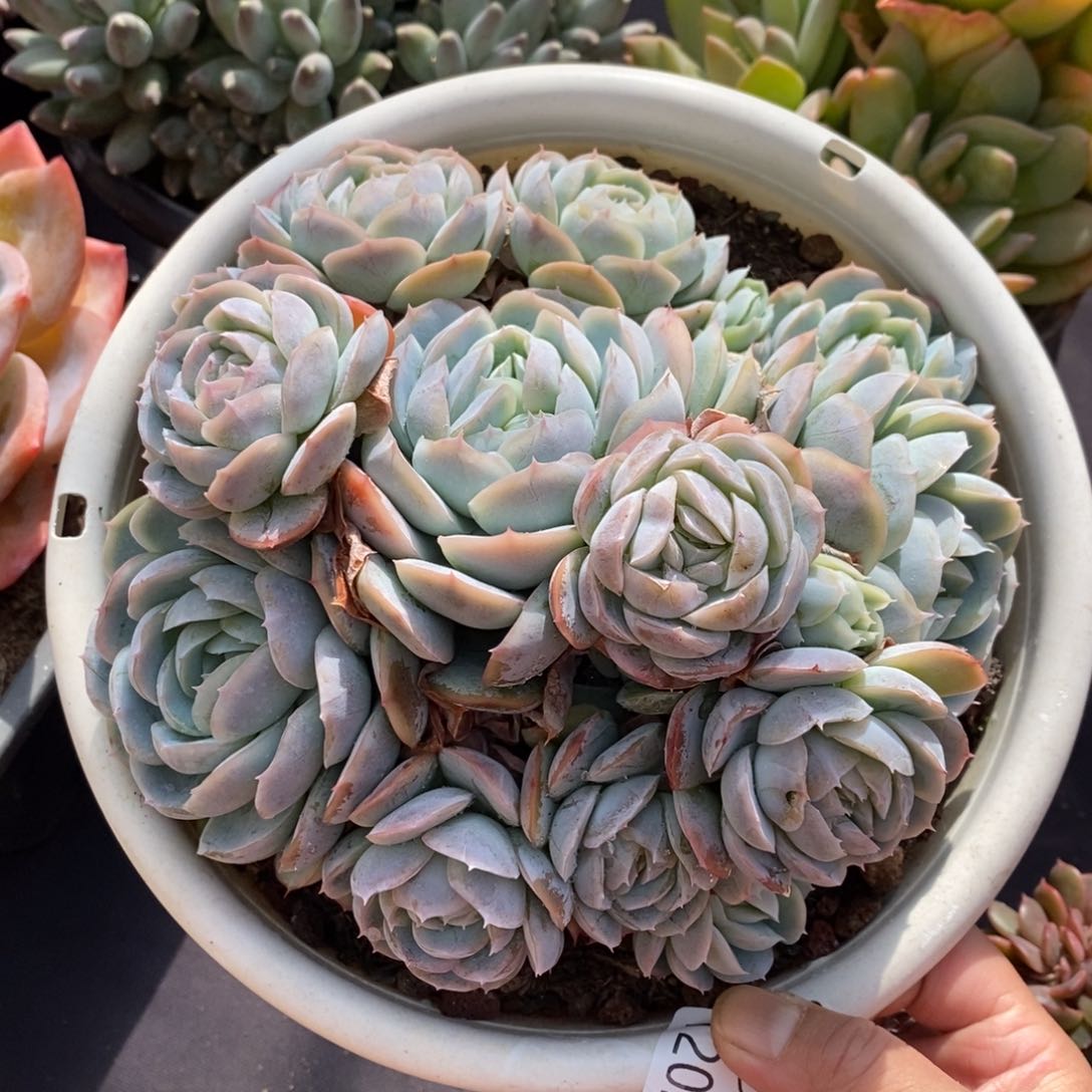 两单包邮1202-6西娜