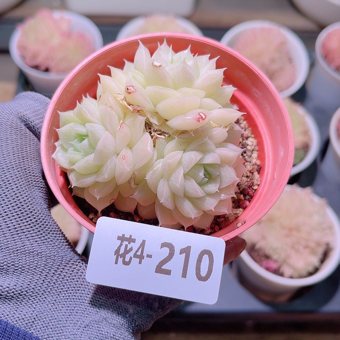 花04-210麦秆三头