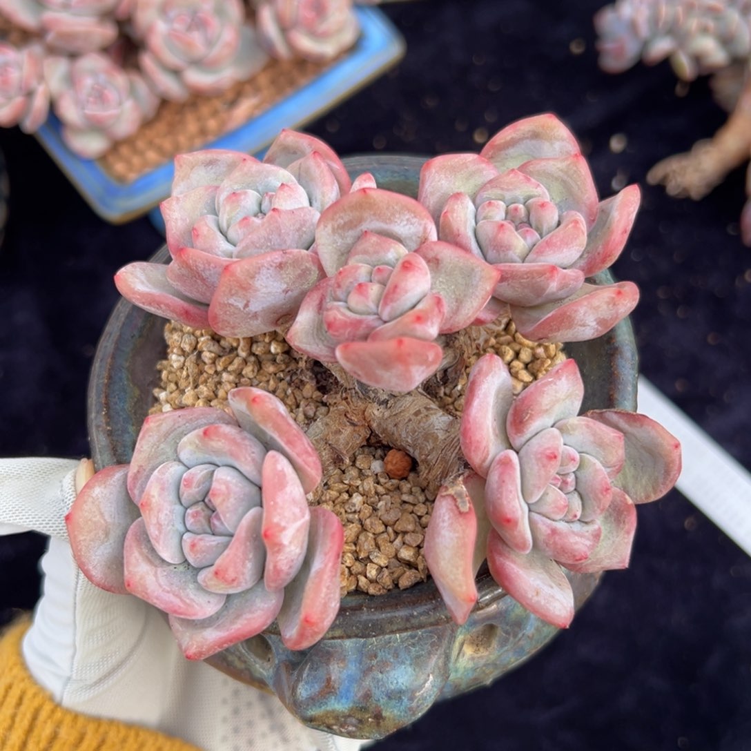 新年快乐 新年快乐