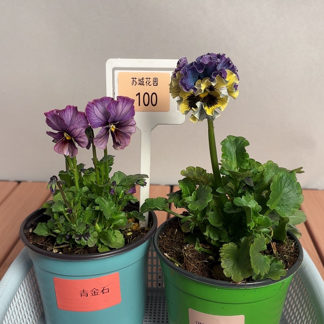 大部分开放少量花苞100