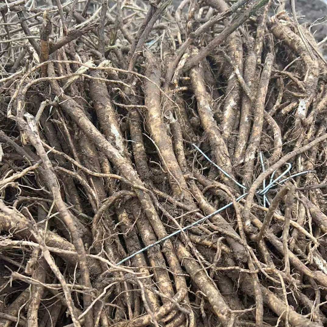 甘肃岷县新鲜黄芪农户自己现货现发带浮土整颗发货