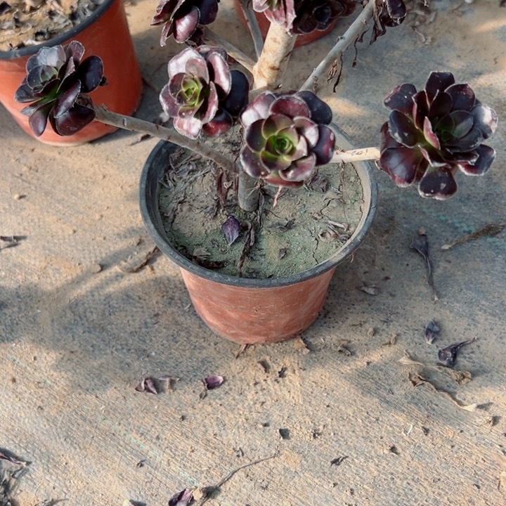 198黑牡丹圆叶多肉植物的