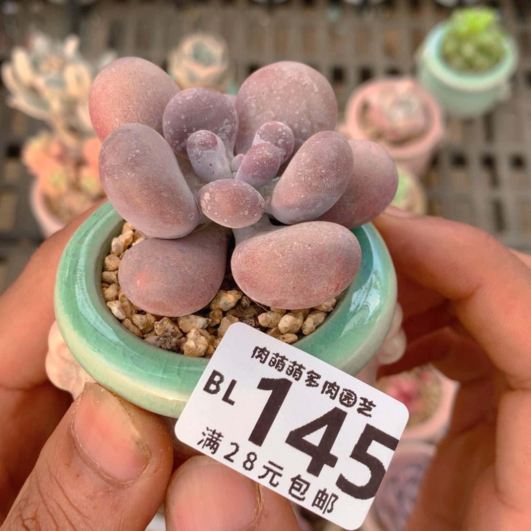 P肉萌萌5cm拇指盆精控多肉BL145