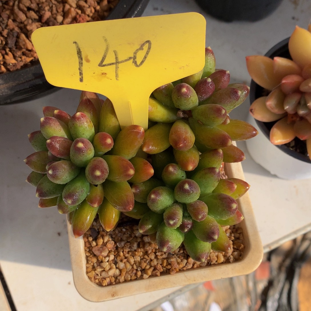 千代田7263727363737373