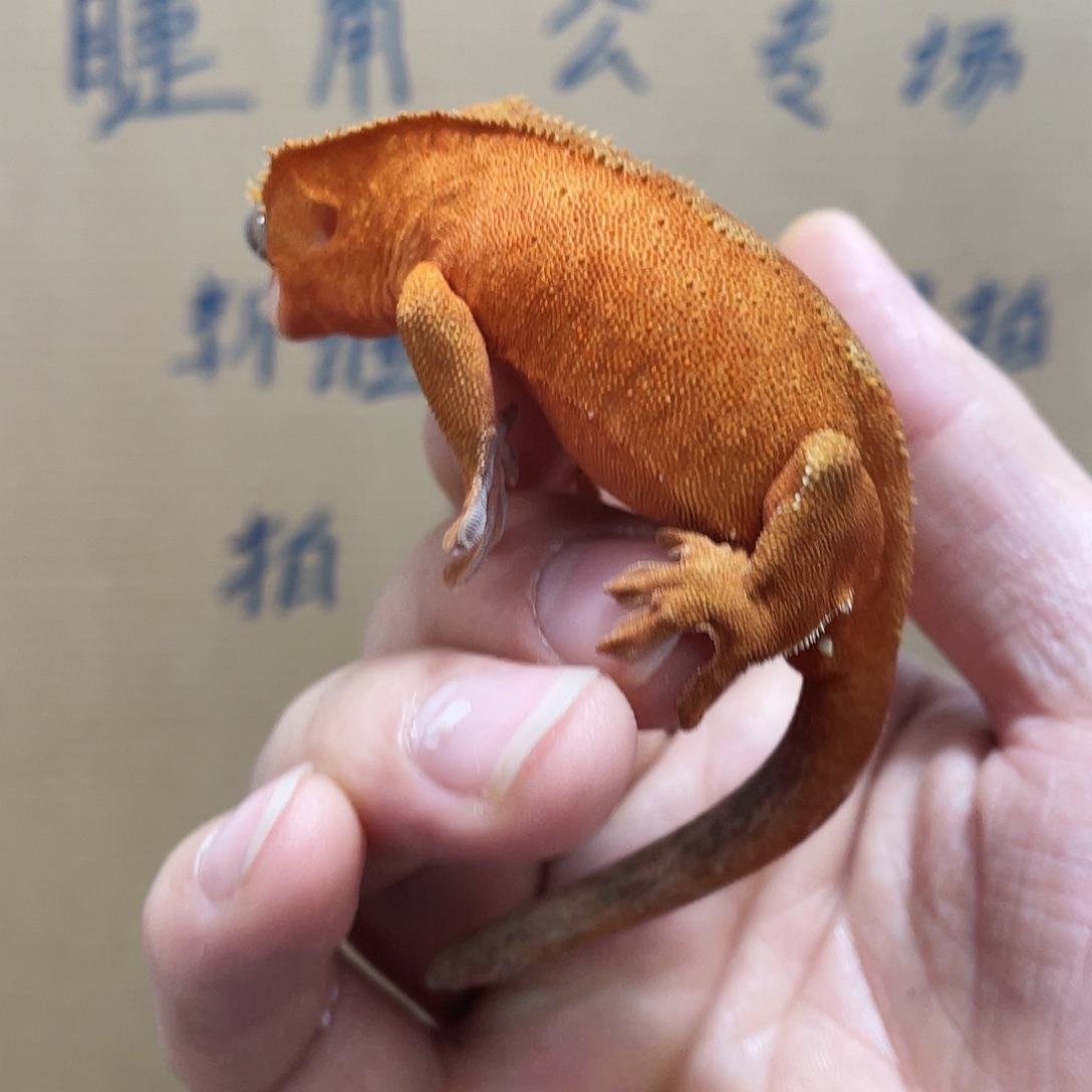 睫角守宫2025124（104）双红