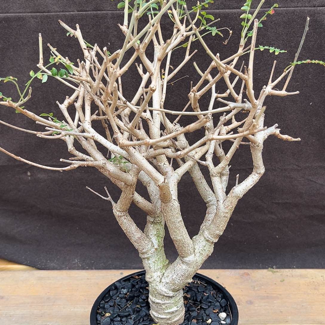 汤圆植物尼勒达乳香橄榄