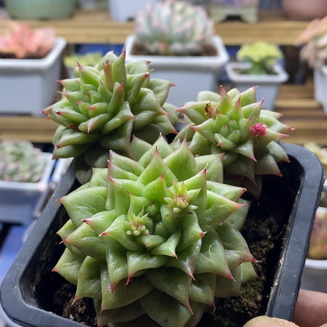 2245 林肯自然群