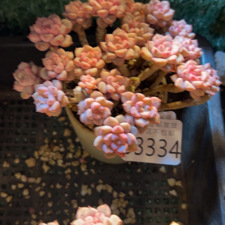 幸运的是我还没遇到你呢