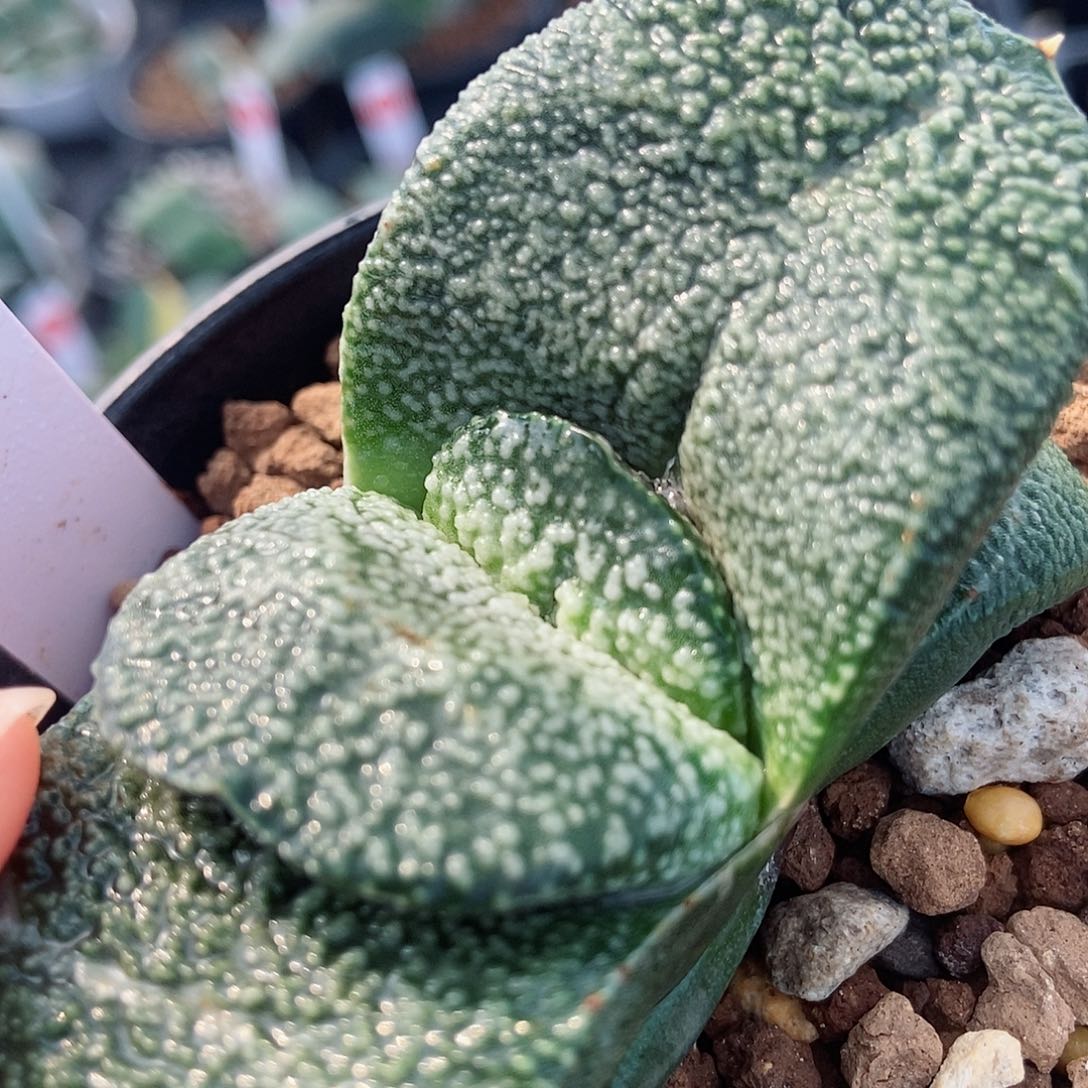 763卧牛实生抄白大珍珠釉带盆发货