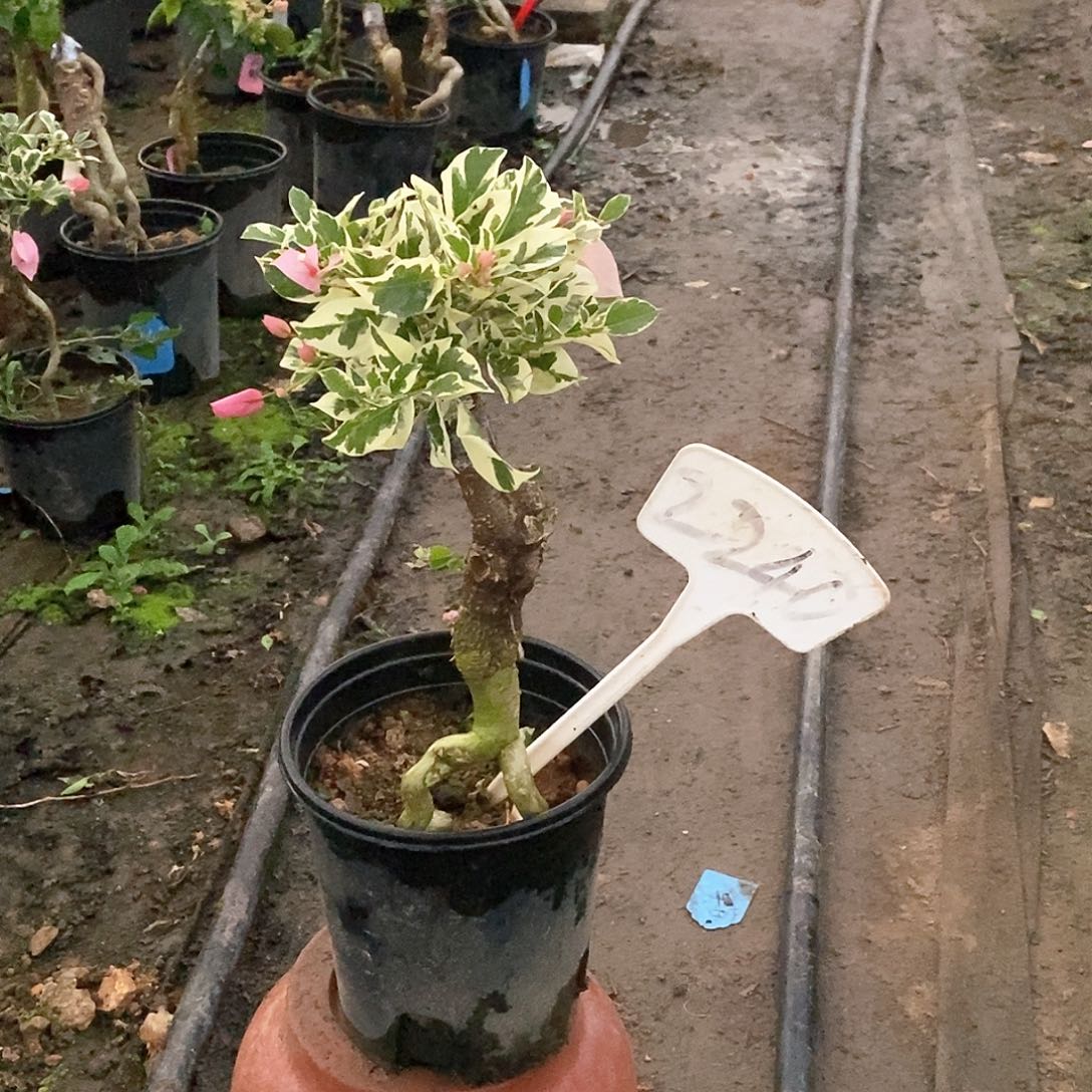 大部分开放少量花苞粉布丁2240