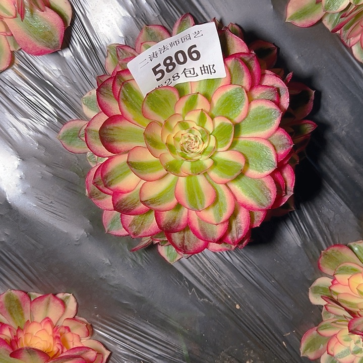 5806倾城多肉植物2号