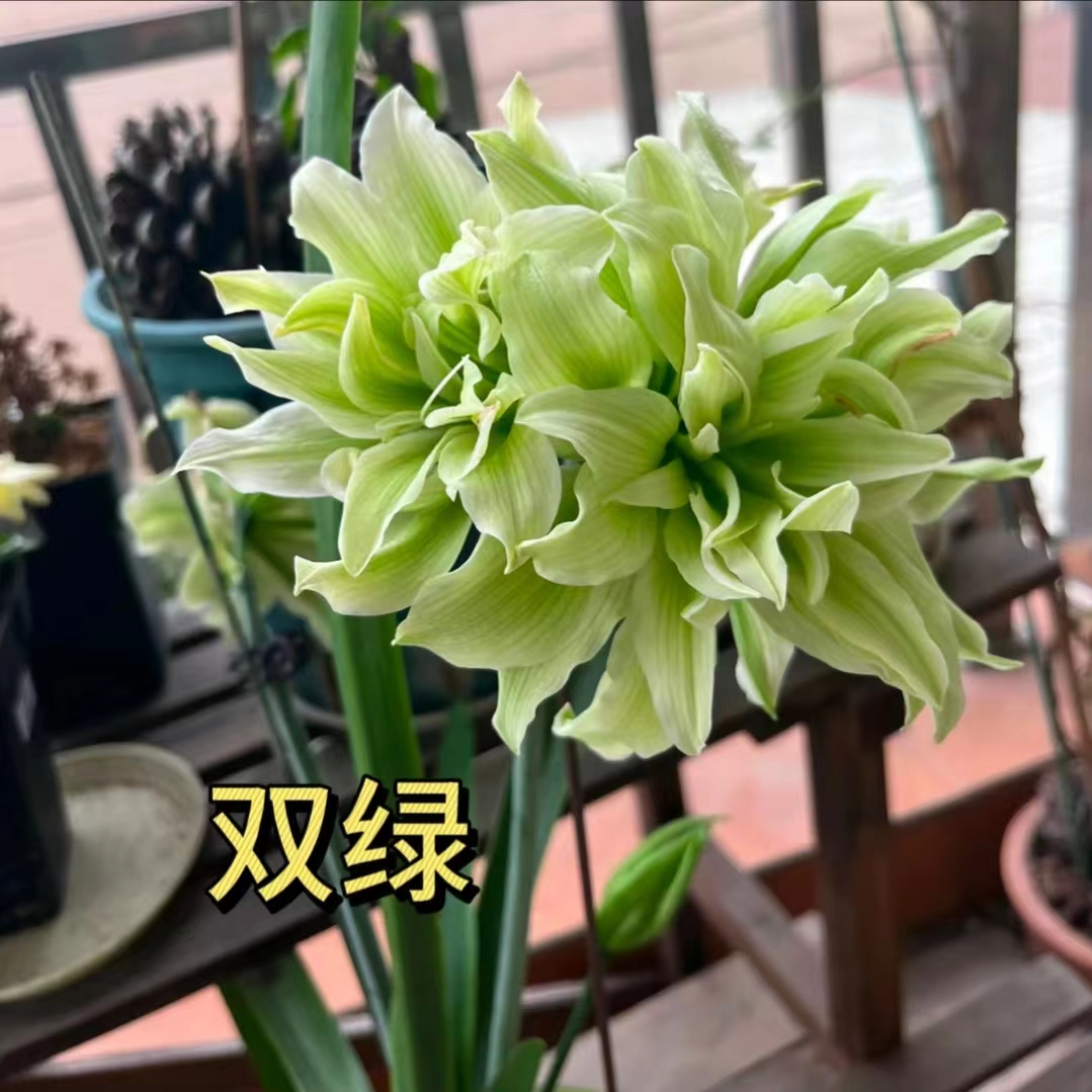 【双绿】朱顶红澳洲重瓣基地自然种球浓香室内盆栽四季开花植物