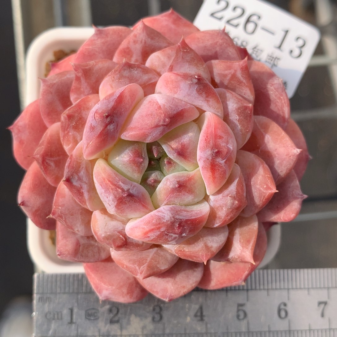 13。钻石糖。糖心多肉。