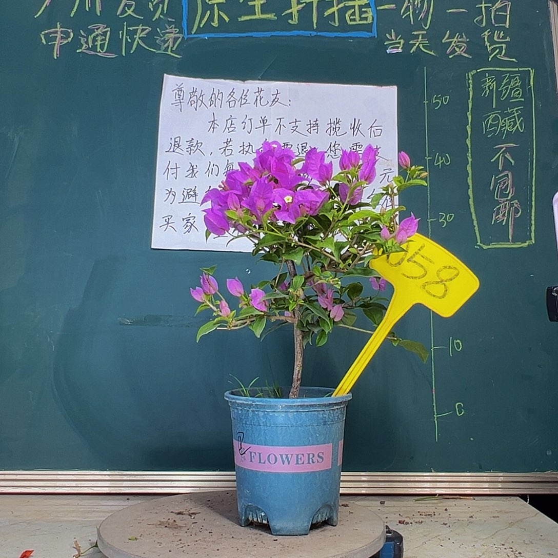 当前无花栽培后可以开花巴西紫058