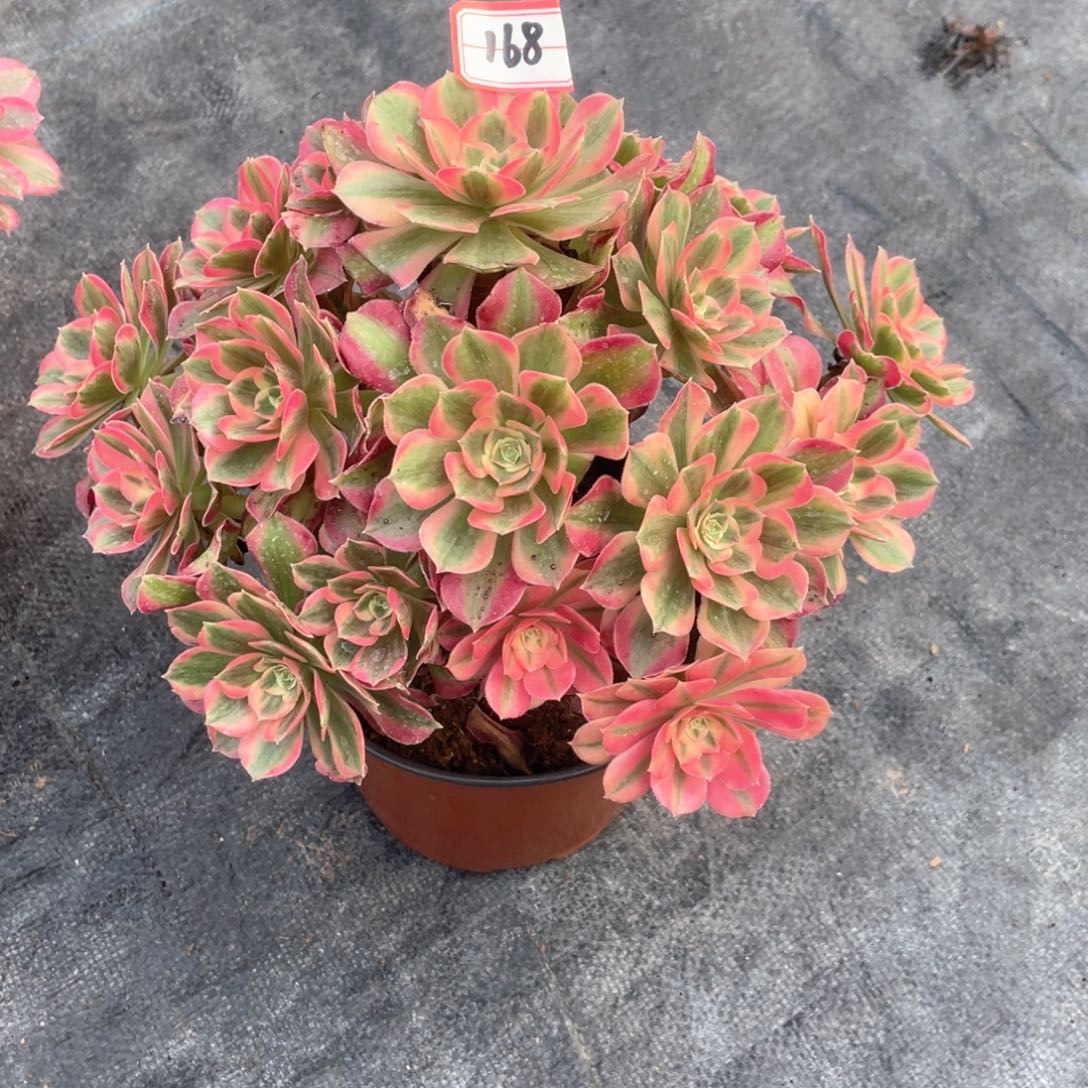 初恋老桩手捧168