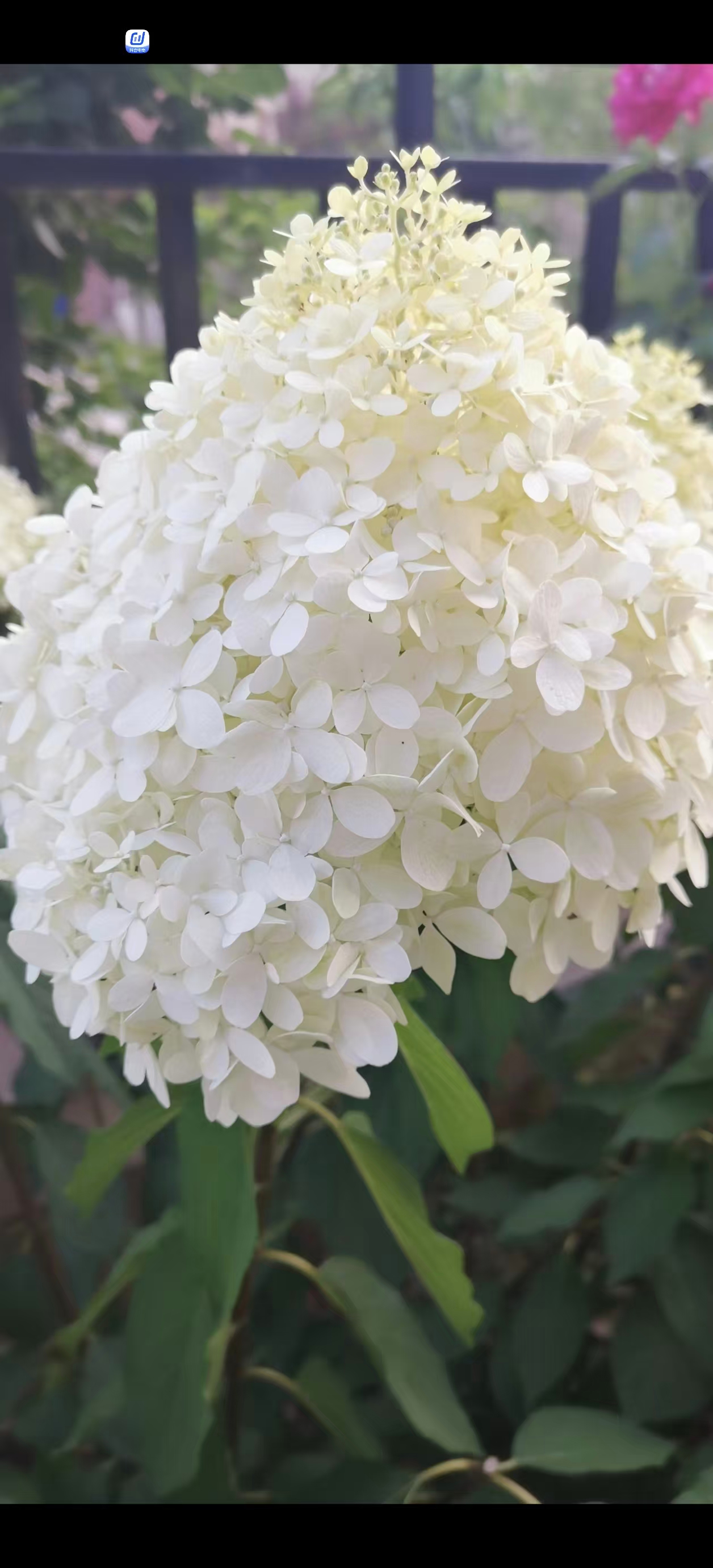 圆锥木绣球重瓣大绣球花圆锥绣球绣球花（北极熊）抗寒耐晒