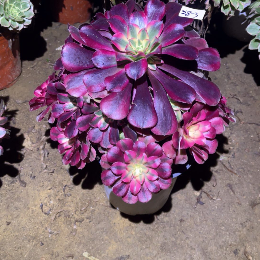 12-28-3美杜莎法师锦