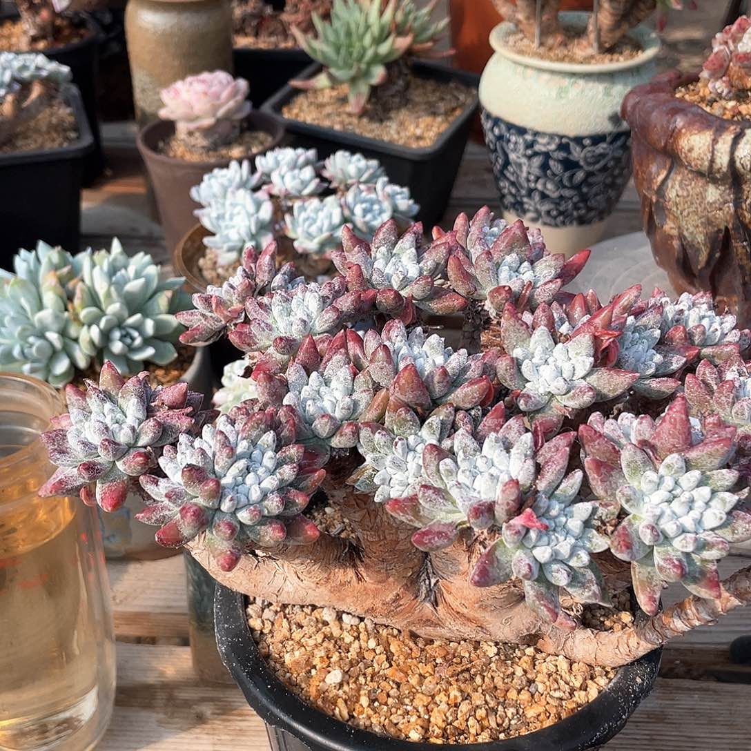 晨溪园艺仙女杯呀