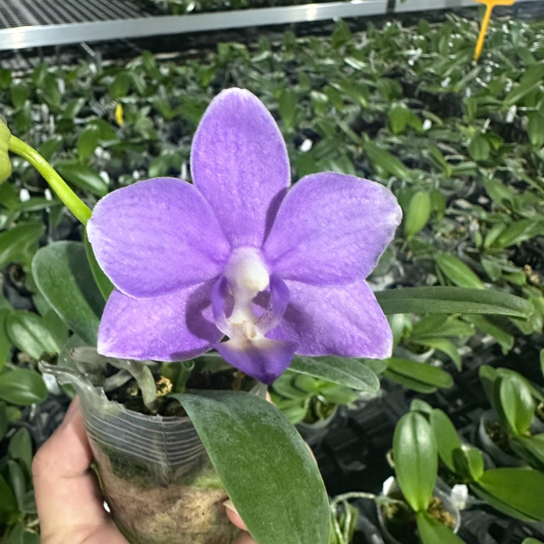 2.5寸 紫玉铃铛-开花株 少根叶瑕 珍奇蝴蝶兰