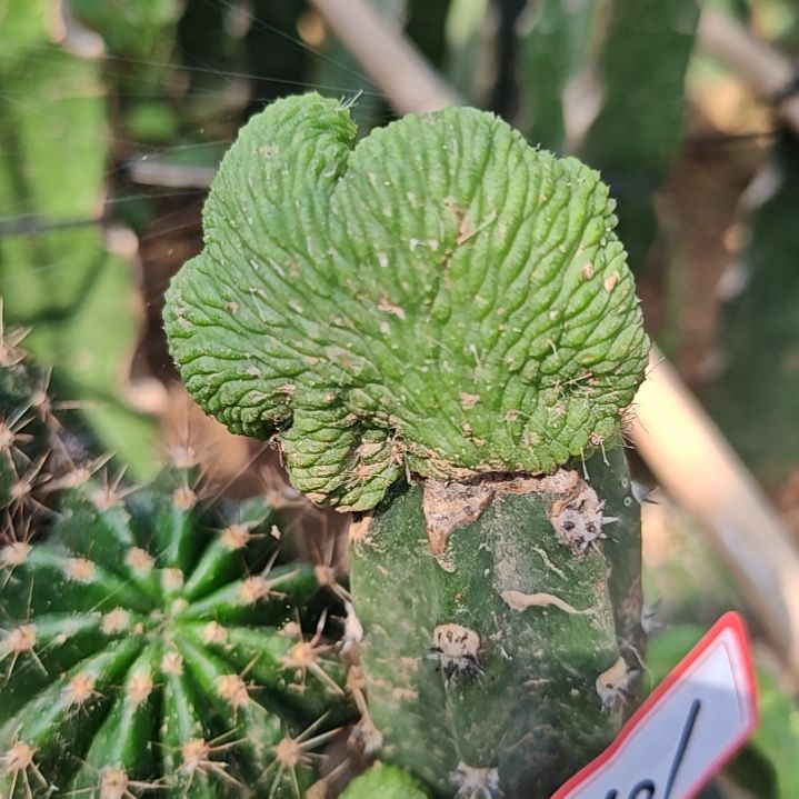 青蛇缀化秀普嫁接101