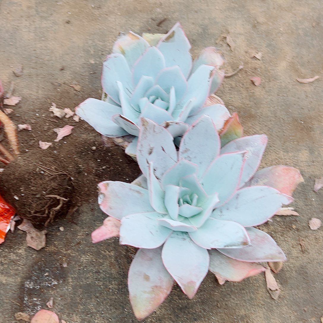 广寒宫大单头精品特价