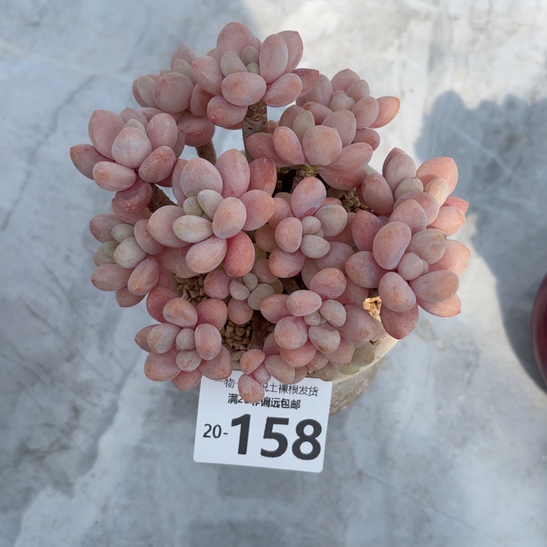 韩系鱼子酱老桩多肉多肉