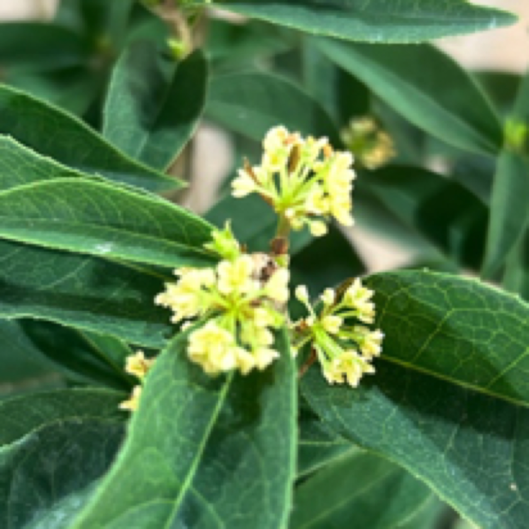 四季结子籽桂花开花结果花香目前无带果有花苞部分有果