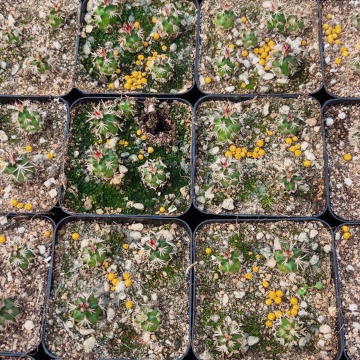 青花虾实生仙人球开花