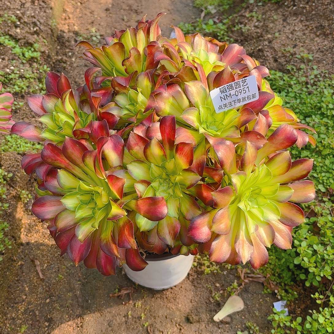 韶华多肉植物951