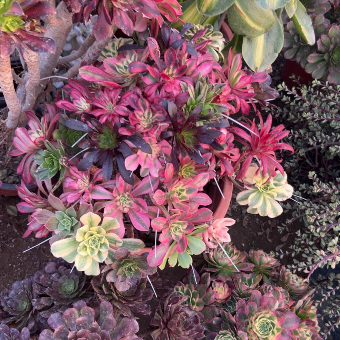 多肉植物嫁接成品