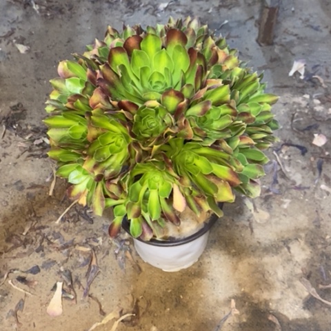 韶华中斑6多肉植物法师