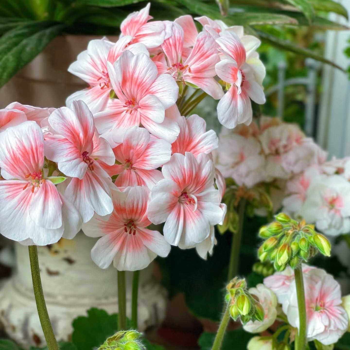 英柏家的天竺葵 可爱的维拉 花量大勤花四季开花阳台庭院花卉盆栽