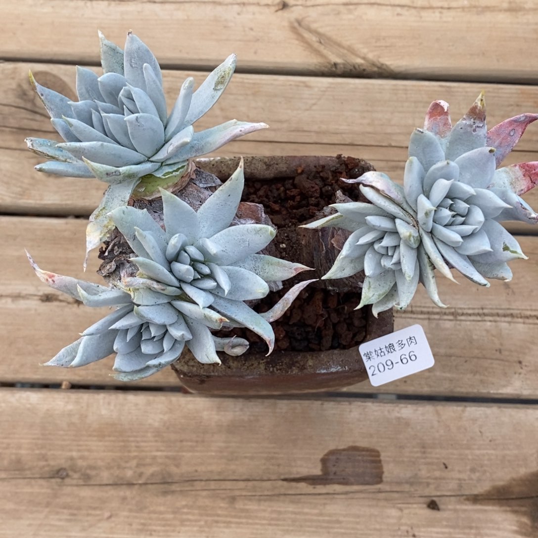 66号苹果叶粗腿子