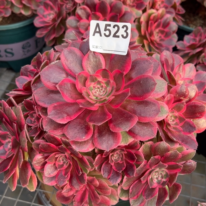 523云荷20厘米左右